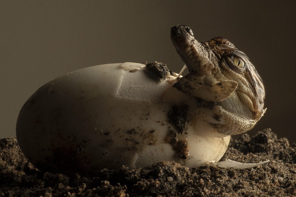A Crocodile Reborn de Luca Eberle