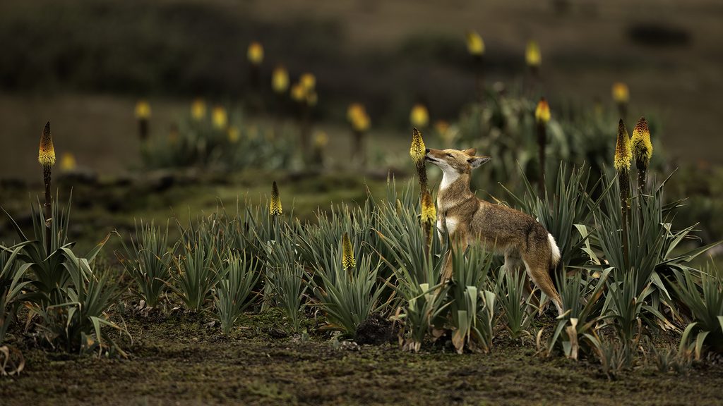 The First Pollinating Carnivore de Amit Eshel