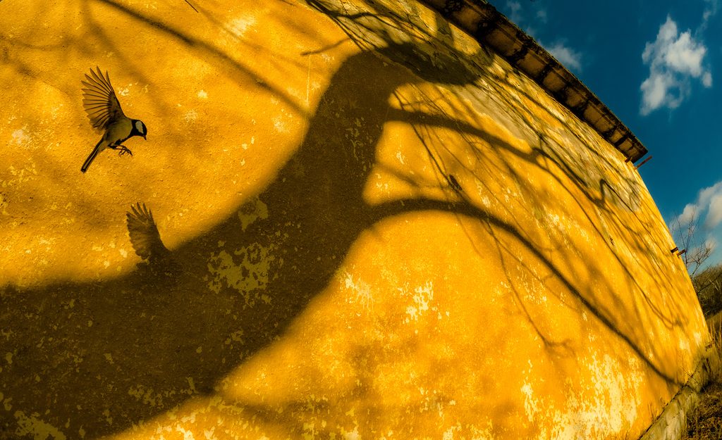 Shadow and Reality de Csaba Daroczi