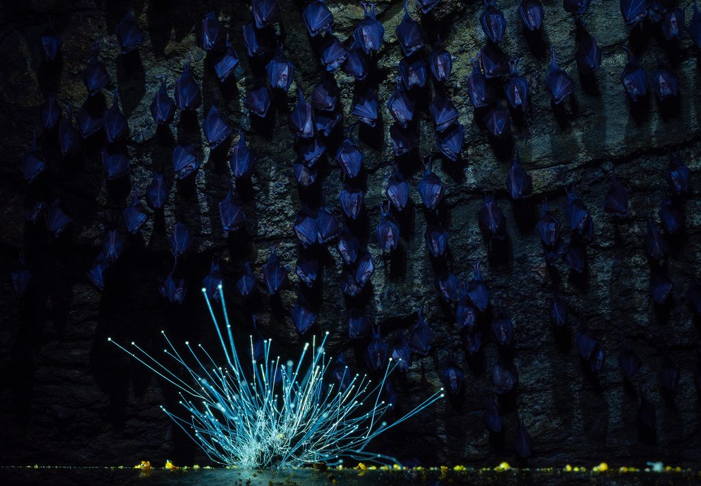 Guano Blooming de Imre Potyo