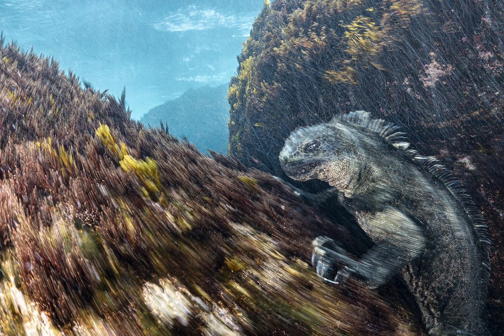 Iguana at Lunch de Henley Spiers